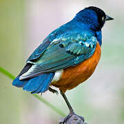 Superb Starling