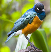 Superb Starling