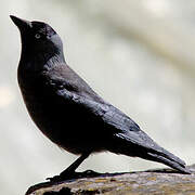 Western Jackdaw