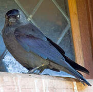 Western Jackdaw