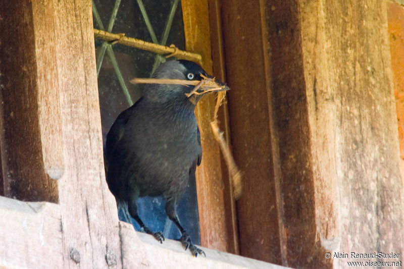 Western Jackdaw, identification