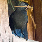 Western Jackdaw