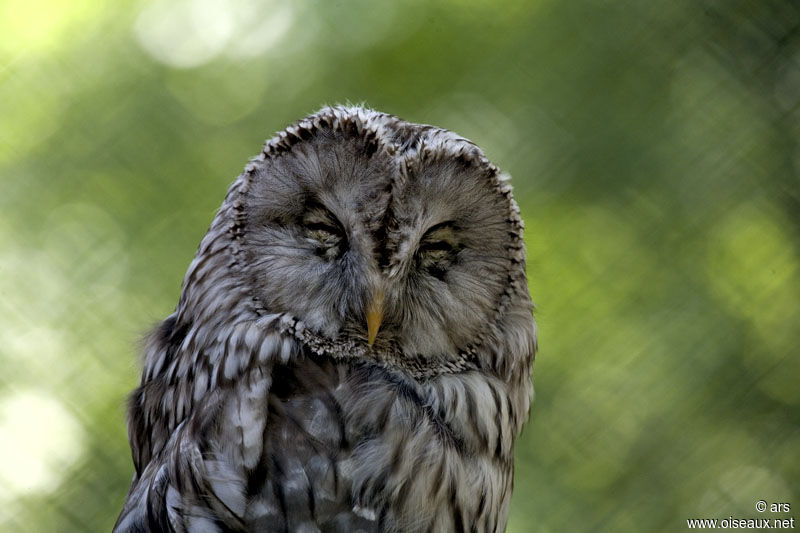 Ural Owl, identification