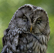 Ural Owl