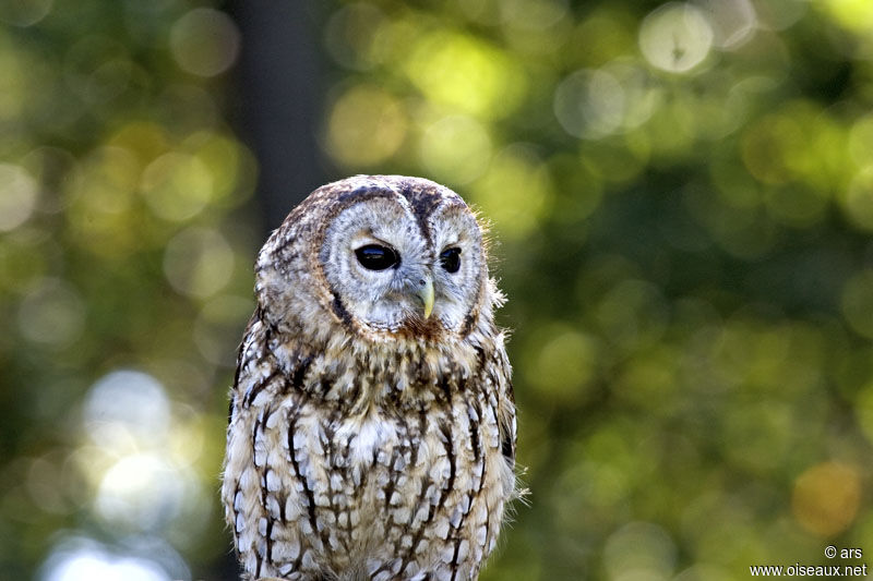 Tawny Owl, identification