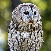 Tawny Owl