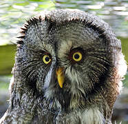 Great Grey Owl