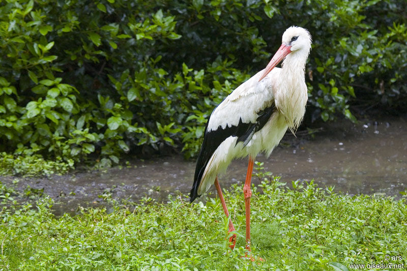 Cigogne blanche, identification