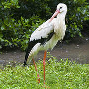 White Stork