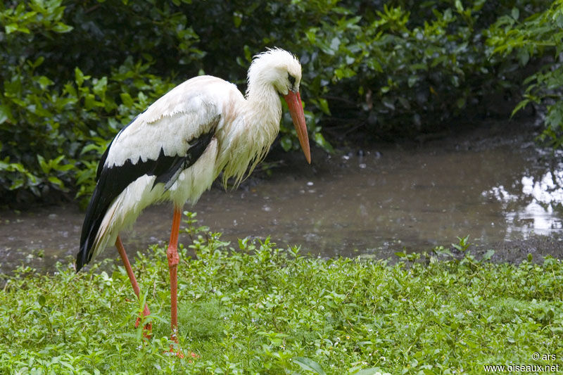 Cigogne blanche, identification