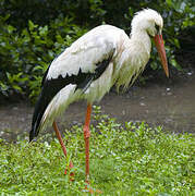 White Stork