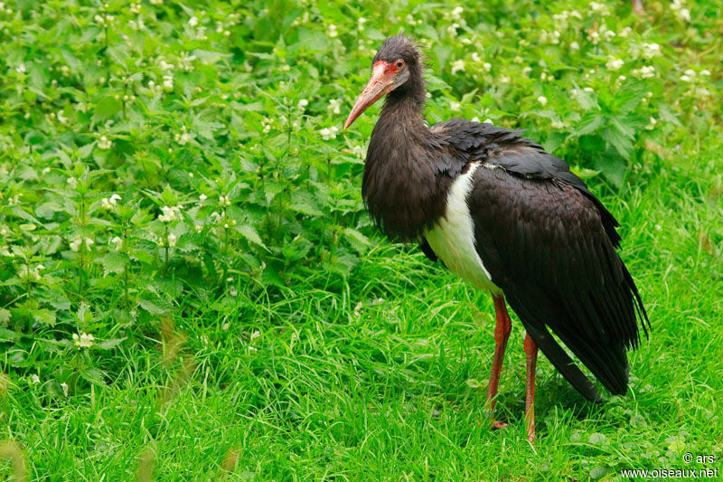 Abdim's Stork, identification
