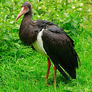 Abdim's Stork