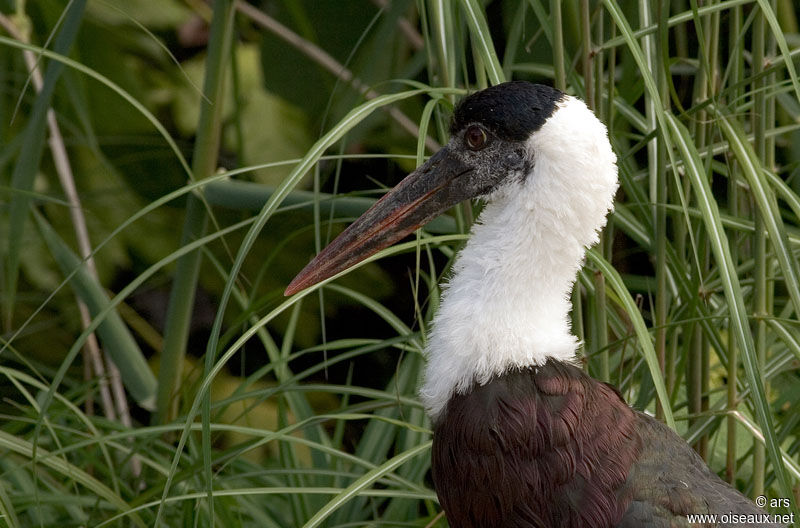 Cigogne épiscopale, identification