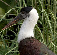 Asian Woolly-necked Stork