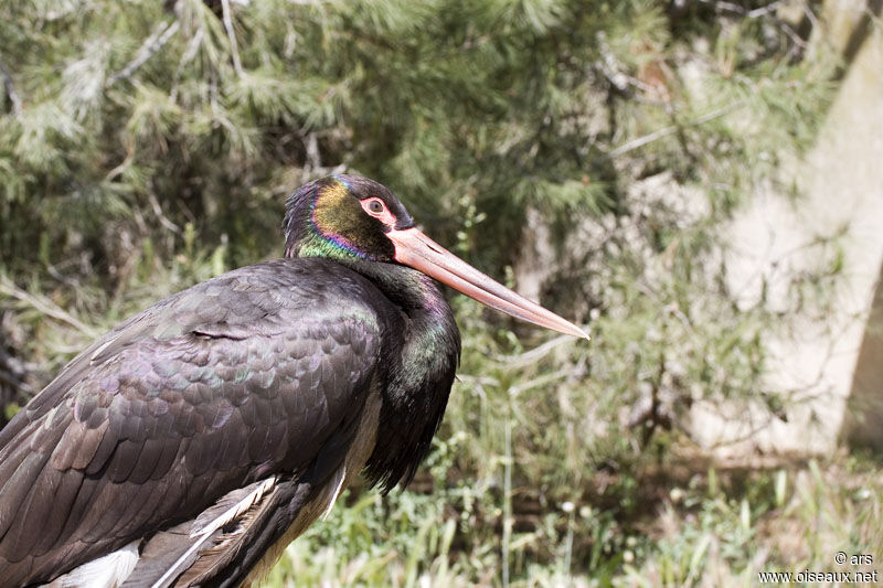 Black Stork, identification