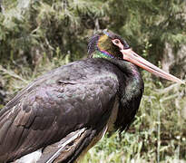 Black Stork