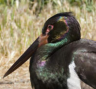 Black Stork