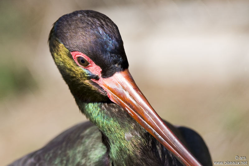 Cigogne noire, identification