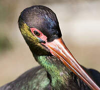 Black Stork