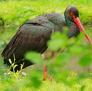 Black Stork