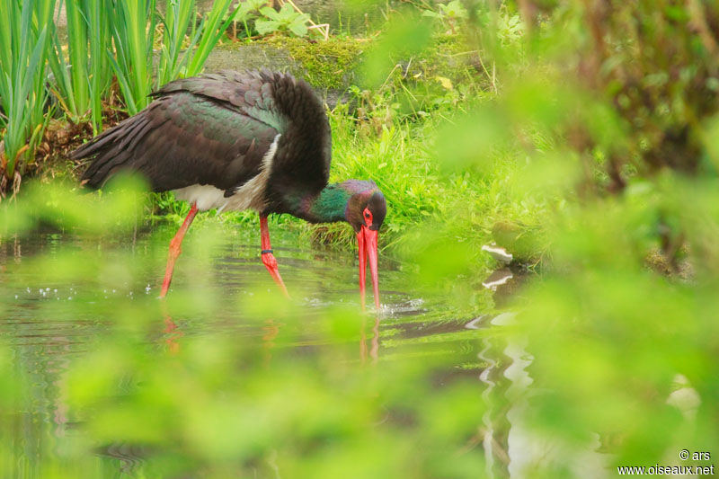 Cigogne noire, identification