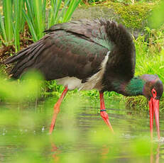 Cigogne noire