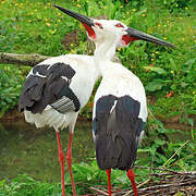 Oriental Stork