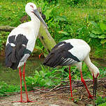 Cigogne orientale