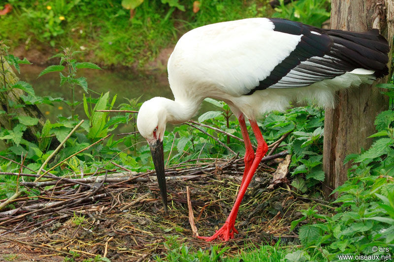 Oriental Stork, Reproduction-nesting