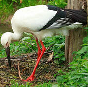 Oriental Stork