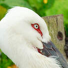 Cigogne orientale