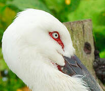 Oriental Stork