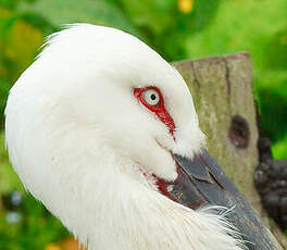 Cigogne orientale