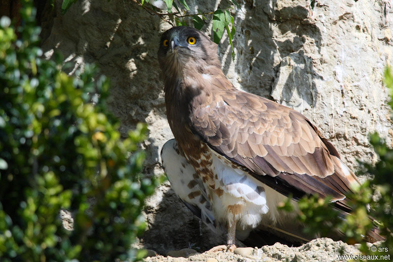 Short-toed Snake Eagle, identification