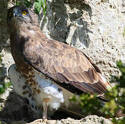 Short-toed Snake Eagle