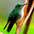 Colibri à gorge lilas