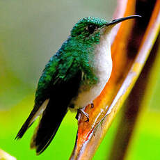 Colibri à gorge lilas