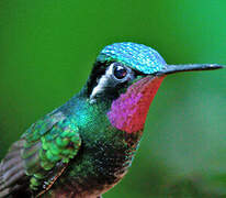 Purple-throated Mountaingem