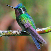 Purple-throated Mountaingem