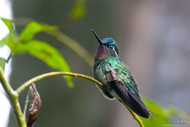 Purple-throated Mountaingem male adult, identification