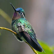 Purple-throated Mountaingem