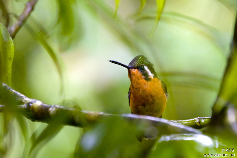 Purple-throated Mountaingem female, identification