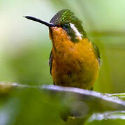 Purple-throated Mountaingem