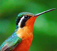 Colibri à gorge pourprée