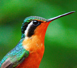 Colibri à gorge pourprée