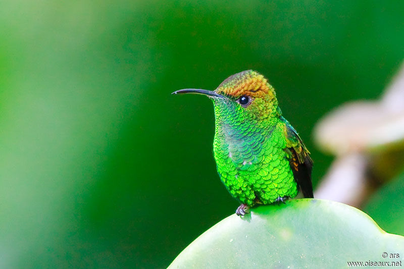 Colibri à tête cuivrée, identification