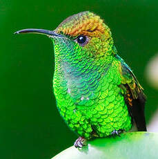 Colibri à tête cuivrée