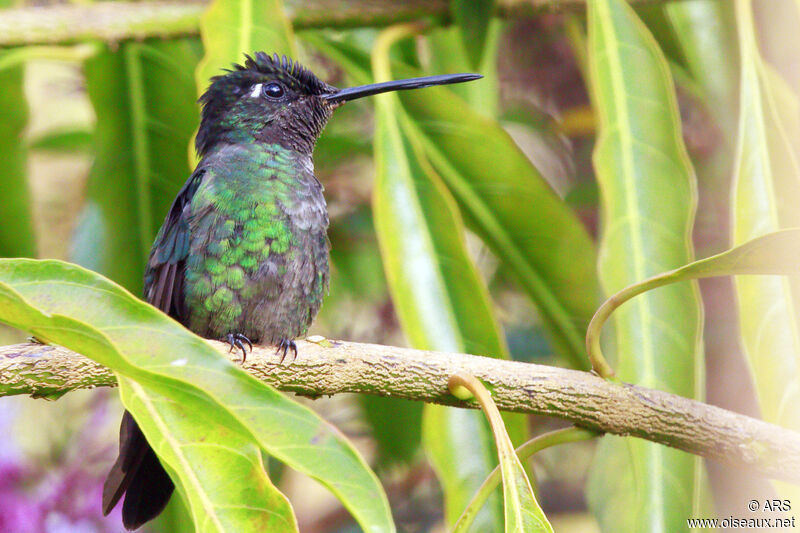 Rivoli's Hummingbird male, identification