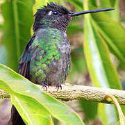 Colibri de Rivoli